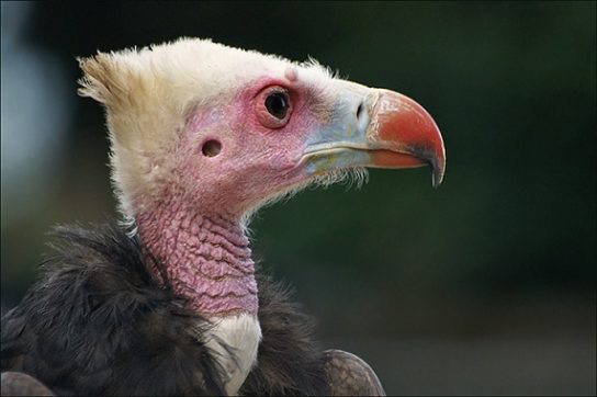 Растительный мир Африки: список редких представителей флоры и фауны, эндемики африканского континента