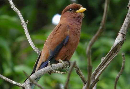 Растительный мир Африки: список редких представителей флоры и фауны, эндемики африканского континента