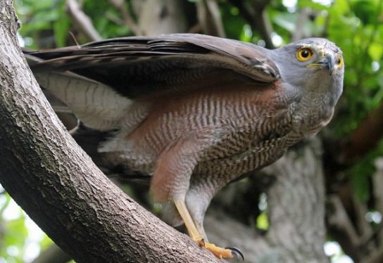 Растительный мир Африки: список редких представителей флоры и фауны, эндемики африканского континента