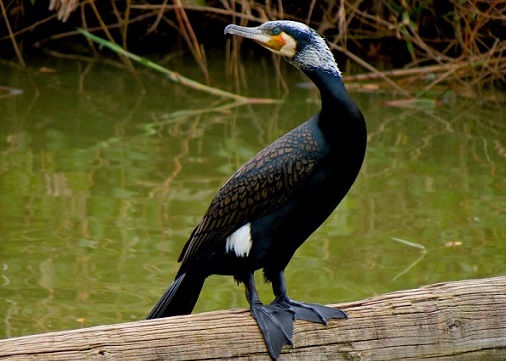 Какая птица ныряет глубже