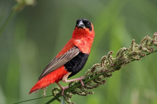 Растительный мир Африки: список редких представителей флоры и фауны, эндемики африканского континента