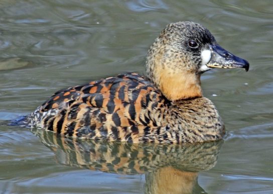 Растительный мир Африки: список редких представителей флоры и фауны, эндемики африканского континента