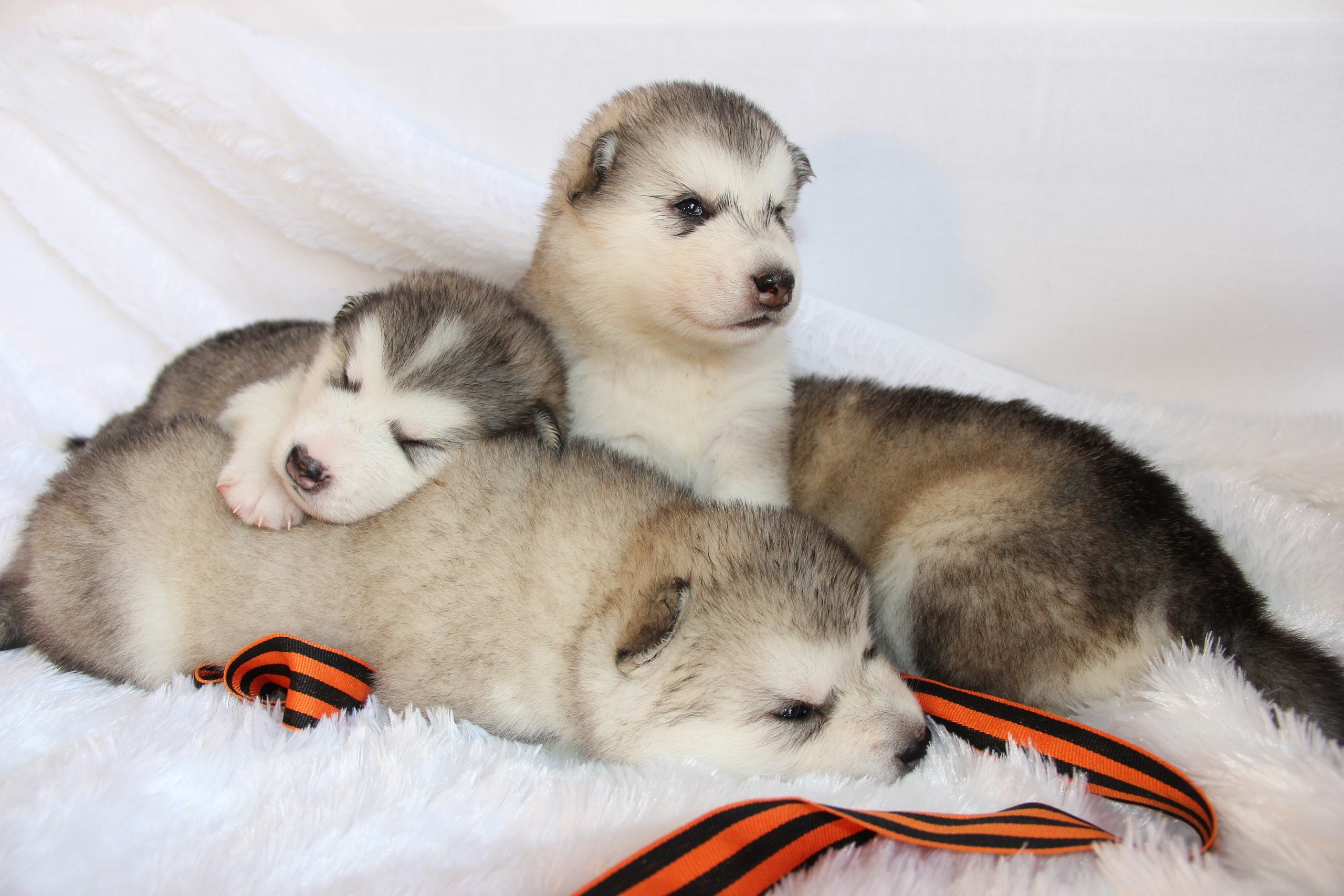 Щенки аляскинского маламута Щенки аляскинского маламута