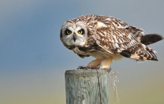 ушастая сова картинка Болотная сова