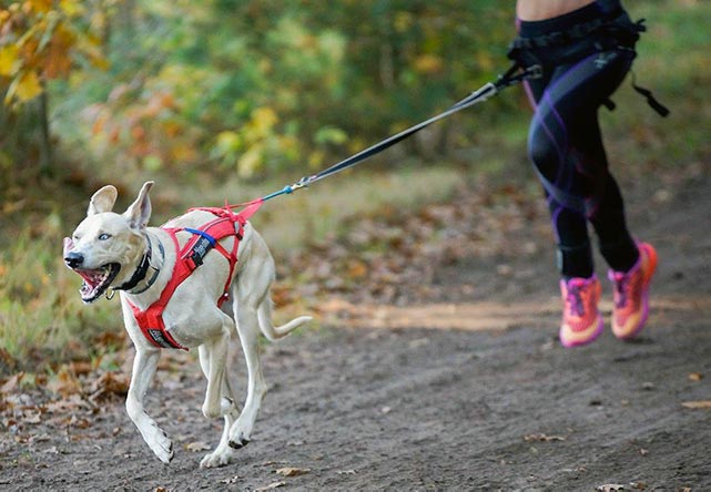 Каникросс: как бегать с собакой