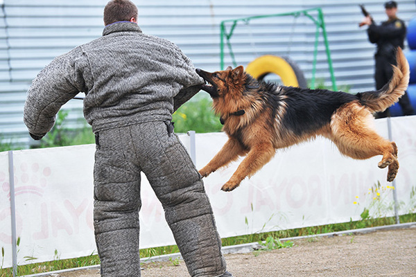Обучение служебной собаки кинологом Обучение служебной собаки кинологом