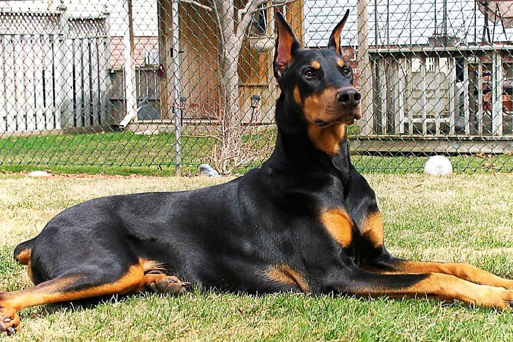 Породы собак с голубыми глазами: список с названиями и описаниями