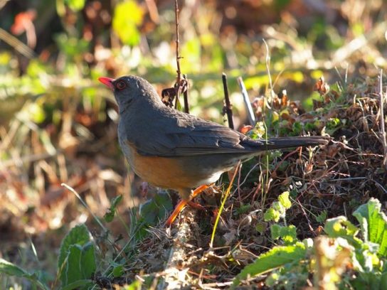 Растительный мир Африки: список редких представителей флоры и фауны, эндемики африканского континента