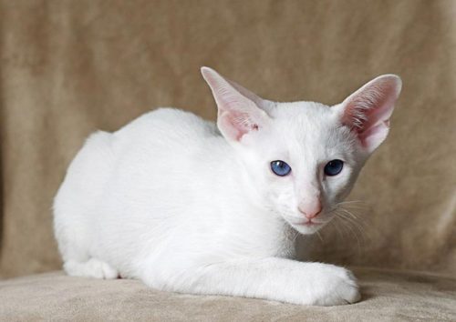 Белые кошки и коты