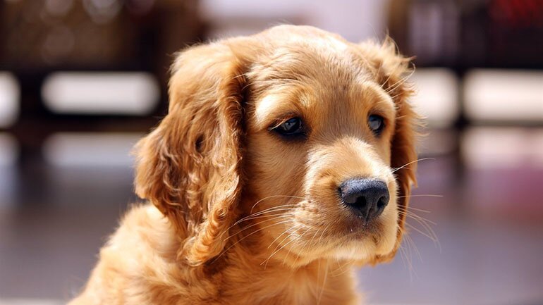 Золотистый ретривер