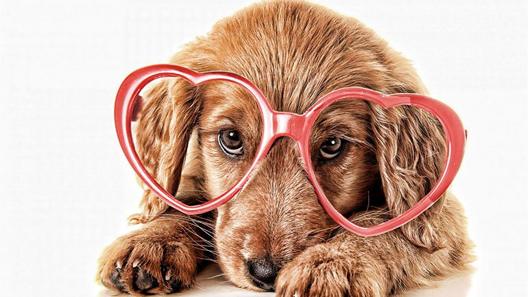 Золотистый ретривер