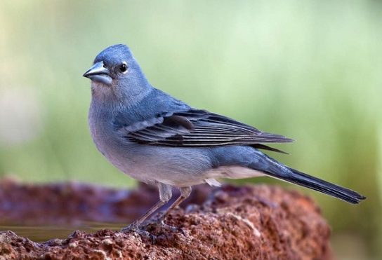 Растительный мир Африки: список редких представителей флоры и фауны, эндемики африканского континента