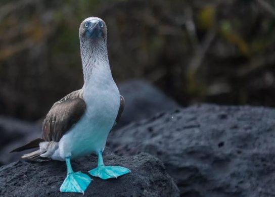 Какая птица ныряет глубже