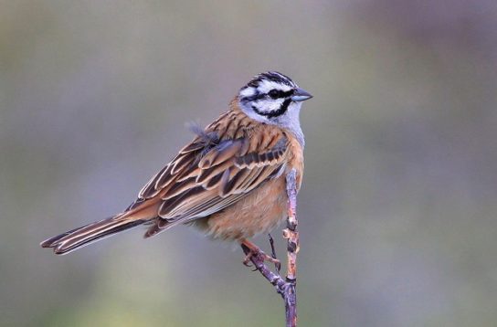 Растительный мир Африки: список редких представителей флоры и фауны, эндемики африканского континента