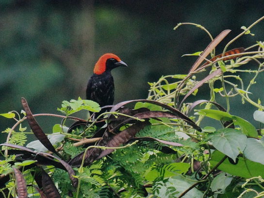 Растительный мир Африки: список редких представителей флоры и фауны, эндемики африканского континента