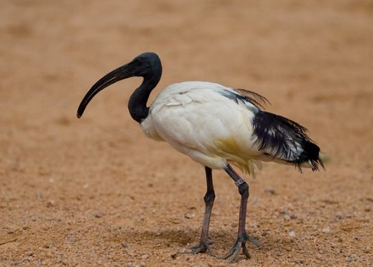 Растительный мир Африки: список редких представителей флоры и фауны, эндемики африканского континента