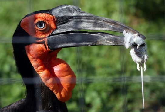 Растительный мир Африки: список редких представителей флоры и фауны, эндемики африканского континента