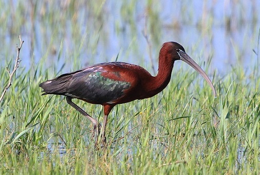 Растительный мир Африки: список редких представителей флоры и фауны, эндемики африканского континента