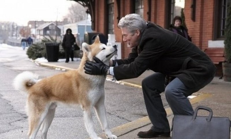 Название породы собаки из фильма Хатико: история этого пса и описание вида