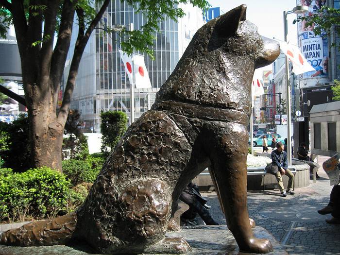 Название породы собаки из фильма Хатико: история этого пса и описание вида