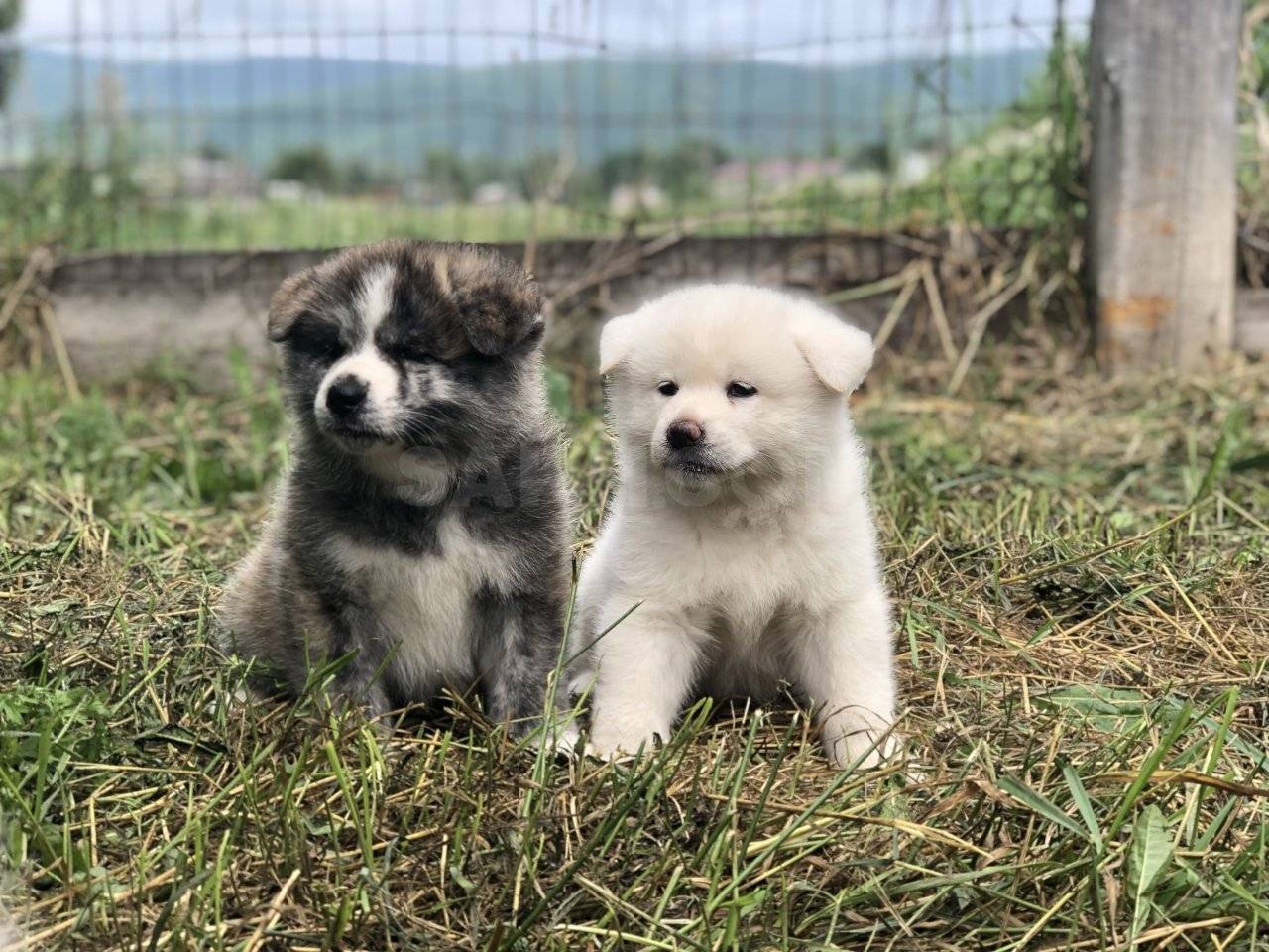 Название породы собаки из фильма Хатико: история этого пса и описание вида
