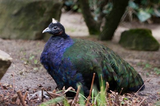 Растительный мир Африки: список редких представителей флоры и фауны, эндемики африканского континента