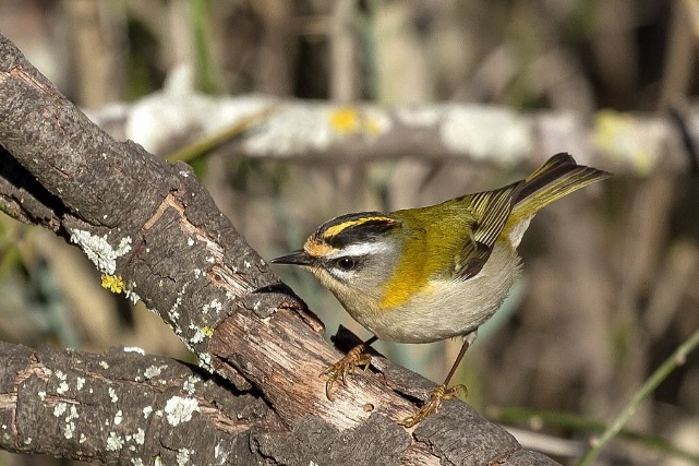Экзотические птицы джунглей Амазонки