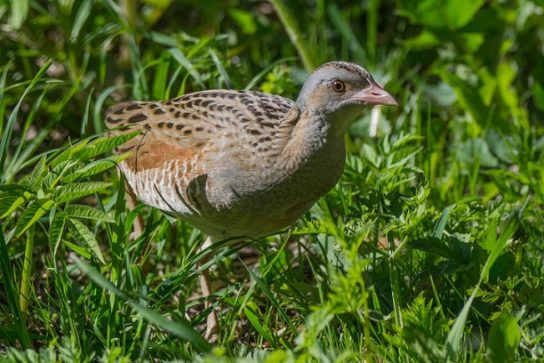 Растительный мир Африки: список редких представителей флоры и фауны, эндемики африканского континента