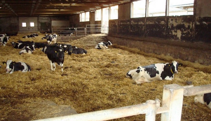 ферма и коровы