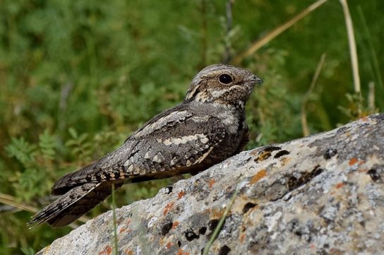 Растительный мир Африки: список редких представителей флоры и фауны, эндемики африканского континента
