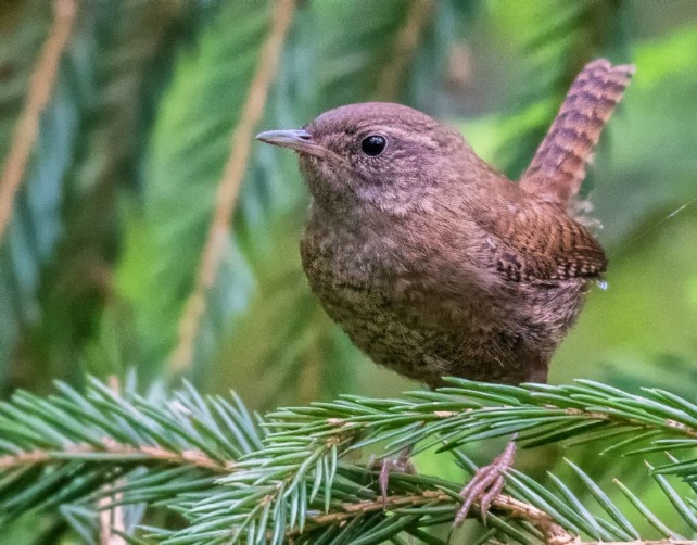 Экзотические птицы джунглей Амазонки