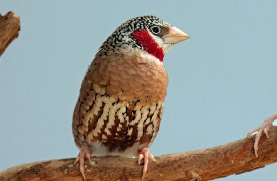 Растительный мир Африки: список редких представителей флоры и фауны, эндемики африканского континента