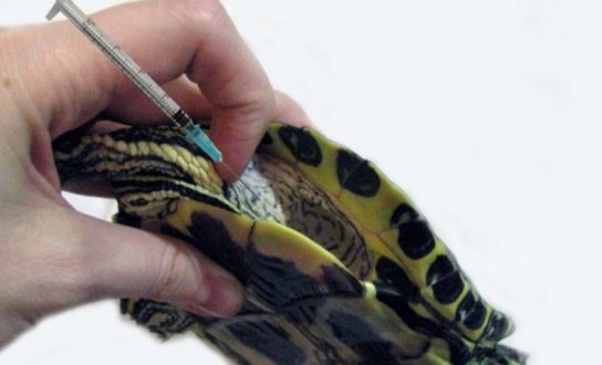 Сколько живут домашние черепахи: сухопутные и водные