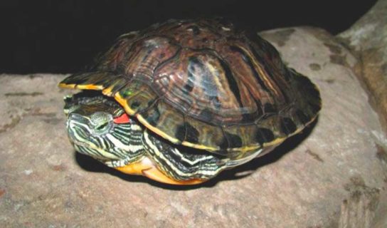 Сколько живут домашние черепахи: сухопутные и водные