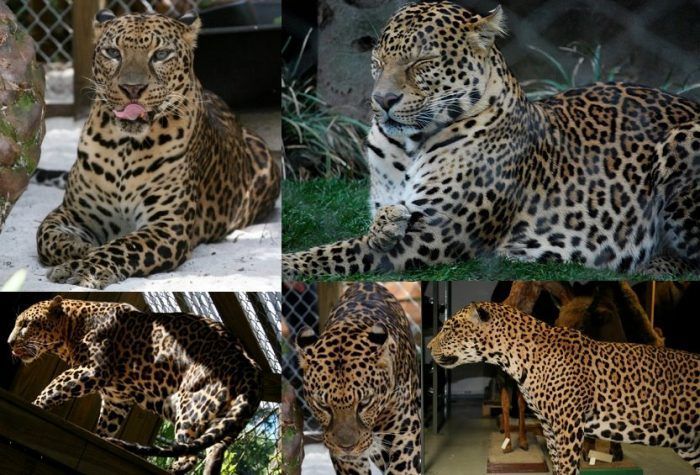 Гибриды Ягуара и Леопарда Леоягуапарды