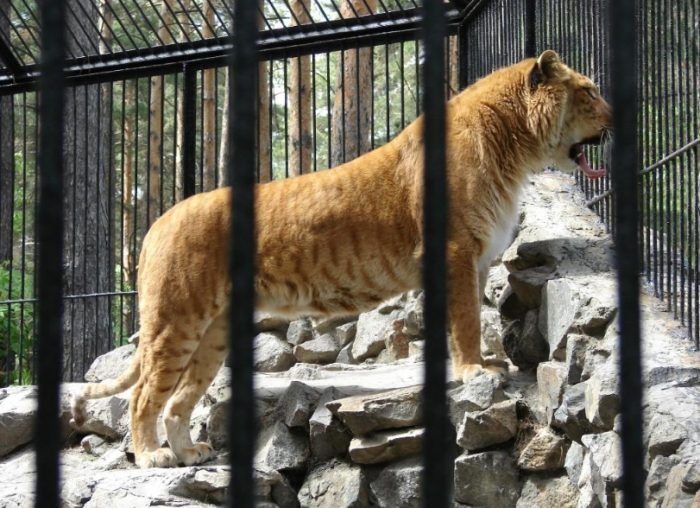 Красавица Лежащая трава Лежащая трава Зита в зоопарке