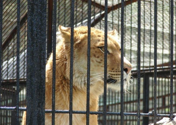 Красивая лежащая трава Большой газон