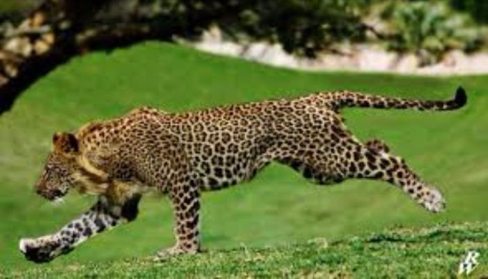 Гибридный лигуар Лигуар бежит