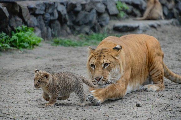 Кот Лилигер Гибрид Лилигр