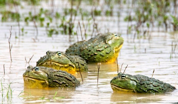 Фото: Лягушка-голиаф в воде