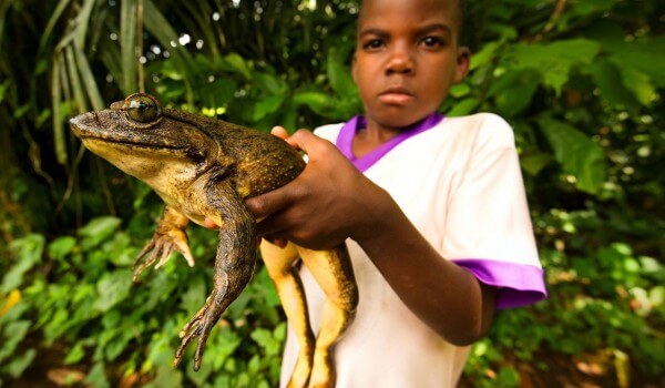 Фото: Лягушка-голиаф