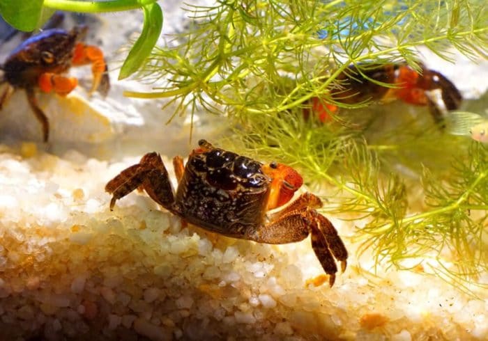 Мангровые крабы в аквариуме 