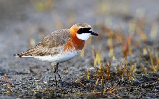 Какая птица ныряет глубже