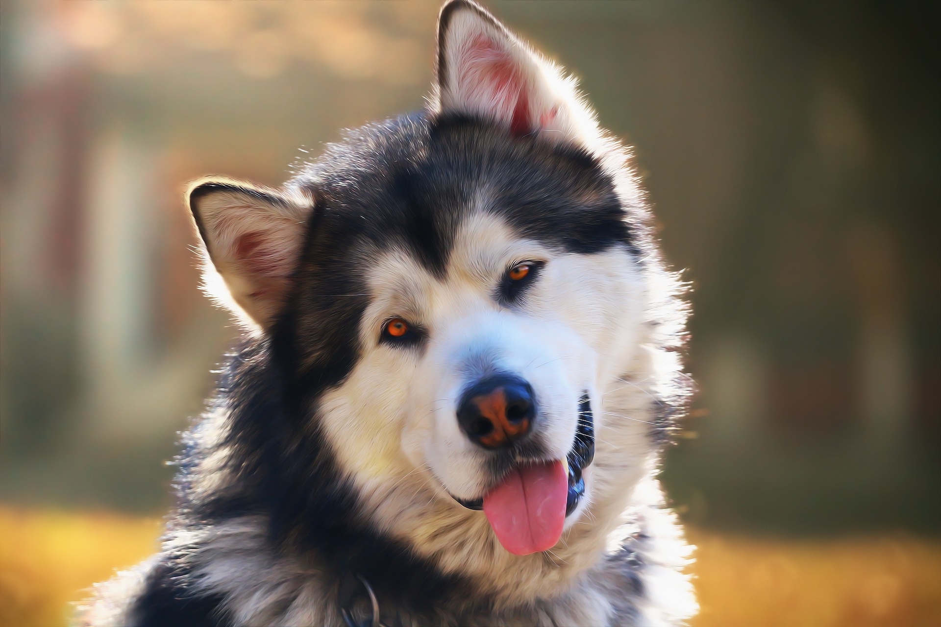 Аляскинский маламут: внешность Аляскинский маламут: внешность