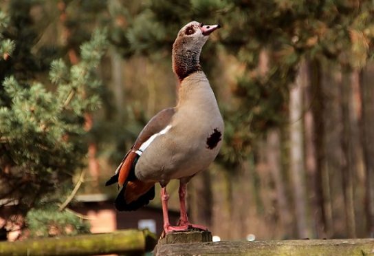 Растительный мир Африки: список редких представителей флоры и фауны, эндемики африканского континента