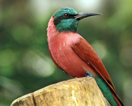 Растительный мир Африки: список редких представителей флоры и фауны, эндемики африканского континента