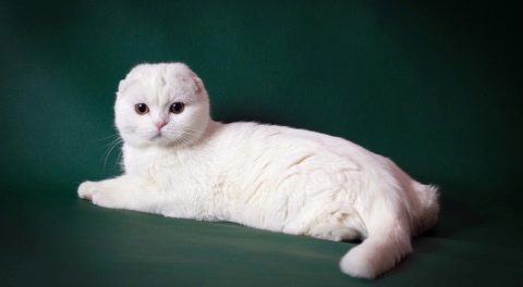 Белые кошки и коты