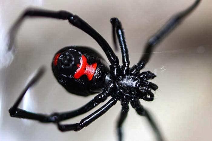 Karakteristiske røde timeglassmarkeringer på en voksen kvinnelig svart enke