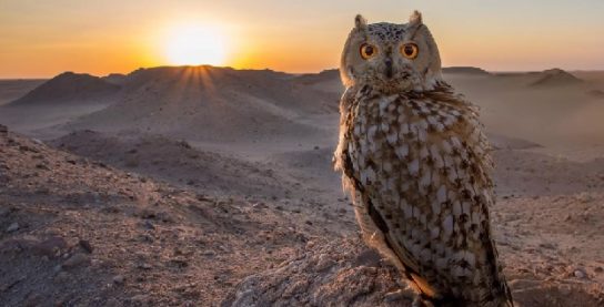 Растительный мир Африки: список редких представителей флоры и фауны, эндемики африканского континента