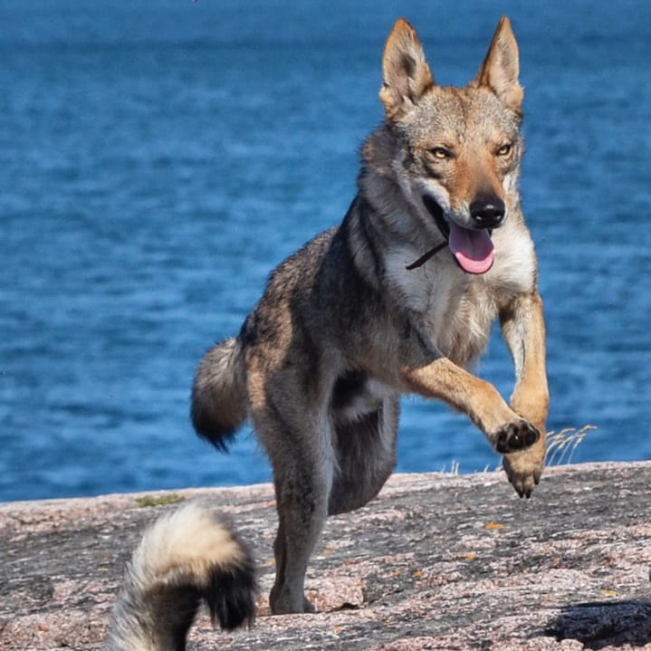Познавательный рейтинг из 10 самых агрессивных пород собак во всем мире